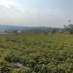 Strawberry Vacation Mountain View