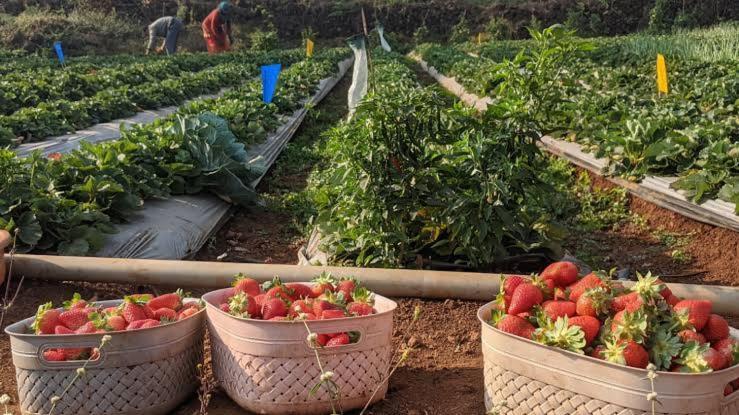 Gurusparsh * Panchgani