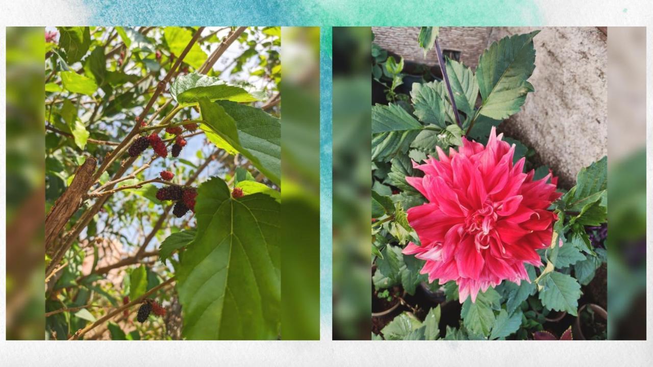 Strawberry Hills 2* Panchgani