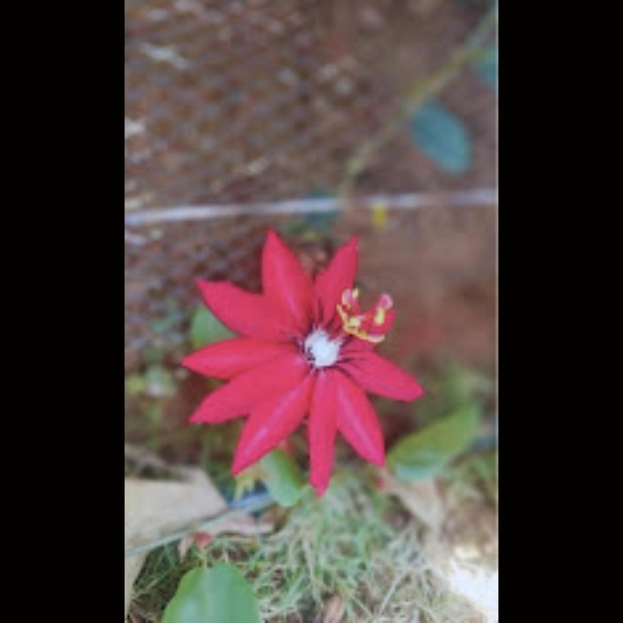 Hotel Strawberry County Panchgani