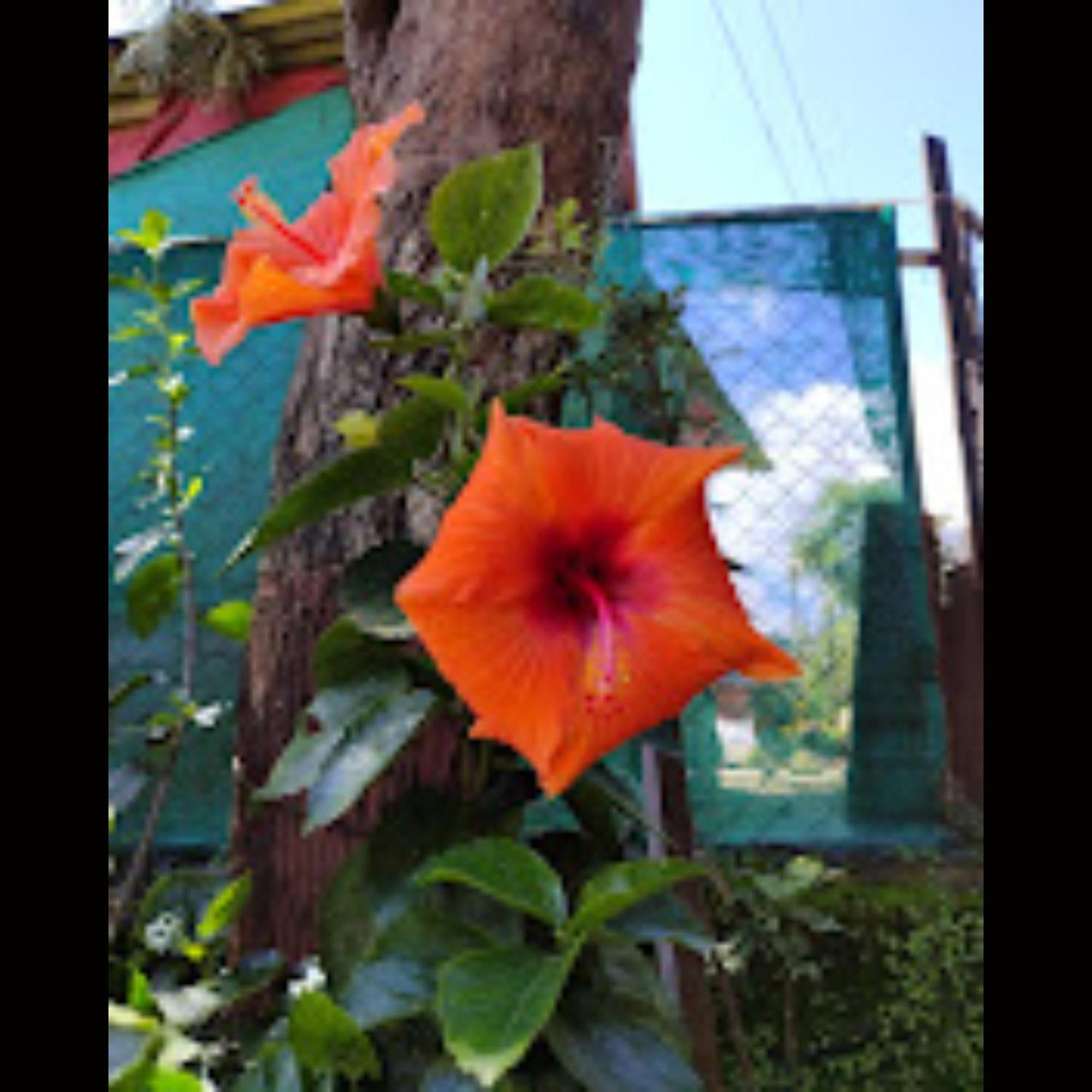 Strawberry County Hotel Panchgani