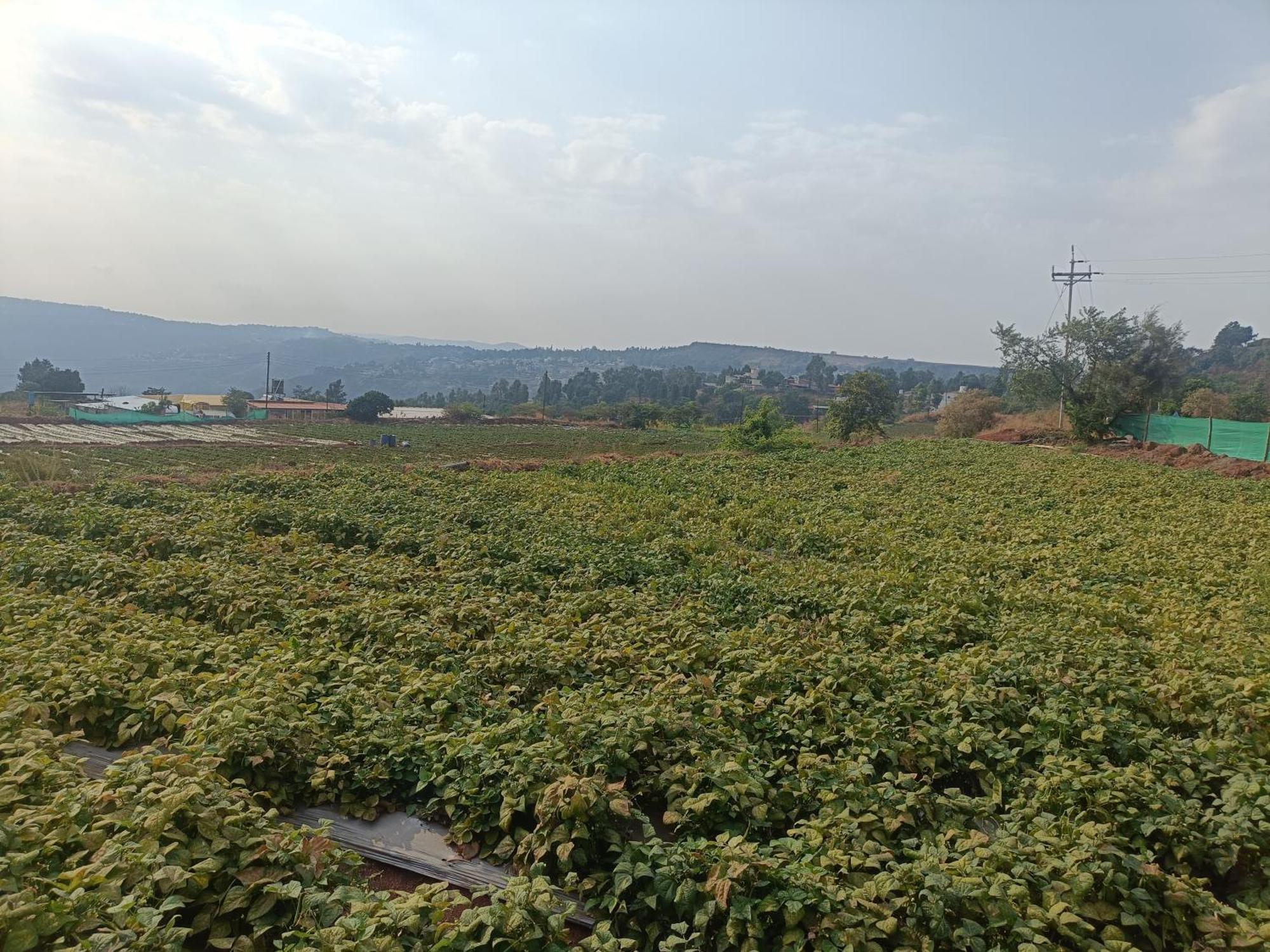 Strawberry Vacation Mountain View Villa *